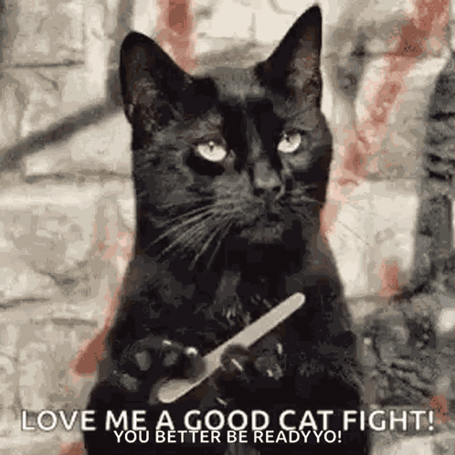 Sassy Cats GIF