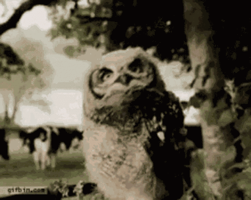 Sassy Owl GIF