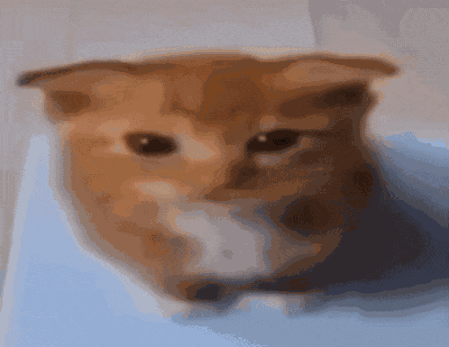 Saul Goodman Cat GIF