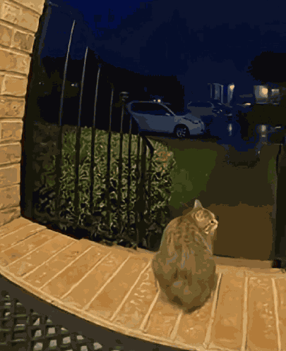 Scared Cat GIF