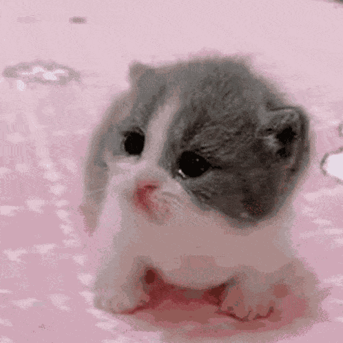 Scared Cat GIF