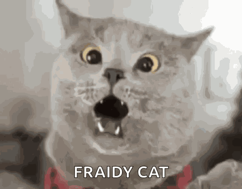 Scaredy Cat Scared Cat GIF
