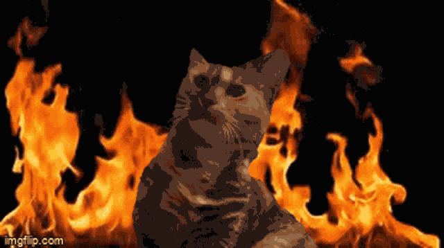 Scarpa Lionfield GIF