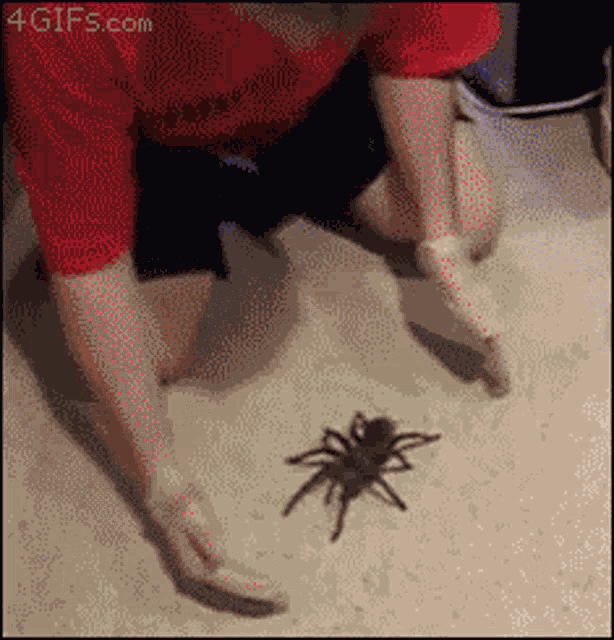 Scary Spider Halloween Spider GIF