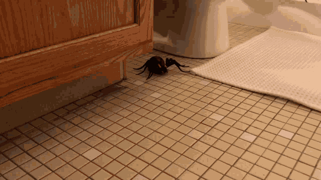 Scary Spider GIF