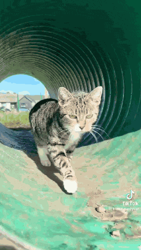Scary Tabby Cat Mittens GIF