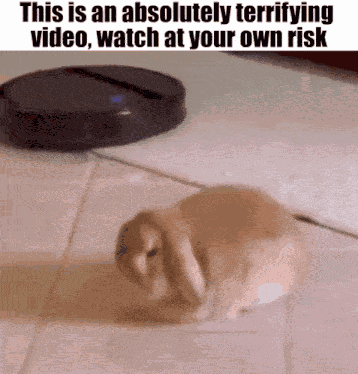 Scary Terrifying GIF