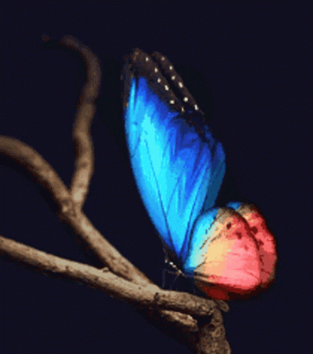 Schmetterling Butterfly GIF
