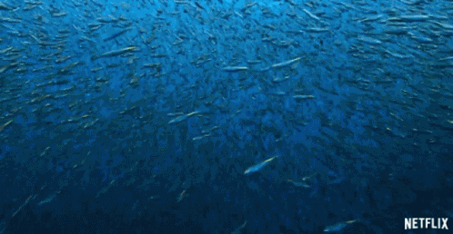 School Of Fish Swimming GIF