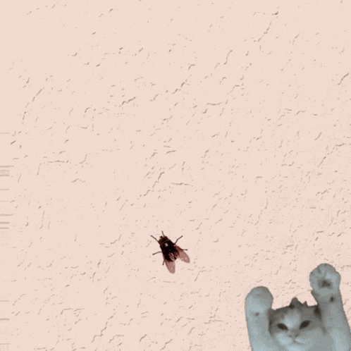 Scith GIF