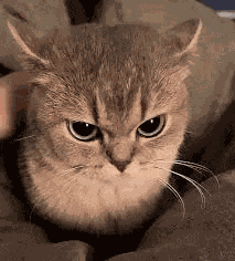 Scoobert Mad Cat Meme