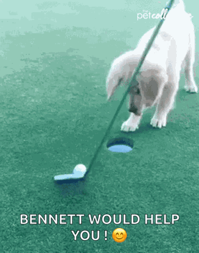 Score The Pet Collective GIF