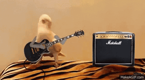 Scott Dude GIF
