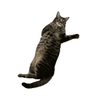 Scout Tf2 My Cat Sticker