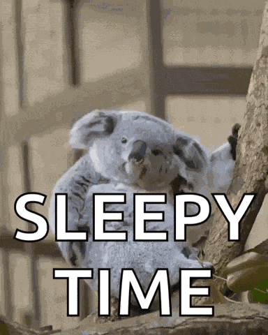 Scratching Koala Koala Bear GIF