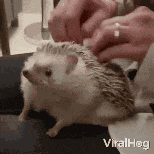 Scratching Your Back Viralhog GIF