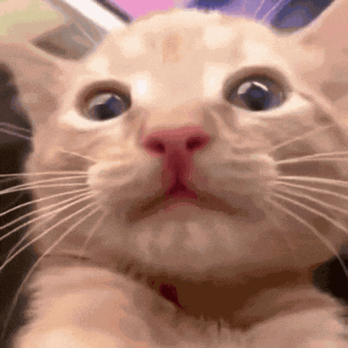 Screaming Cat Ahhh GIF
