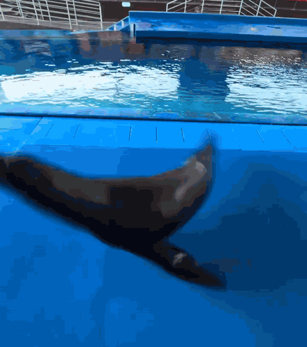 Sea Lion Sealion GIF
