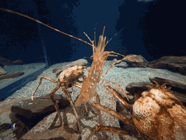 Seafood Crab GIF