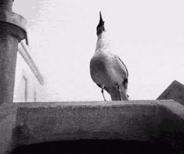 Seagull Squawking GIF