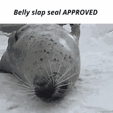 Seal Belly Slapping Seal GIF