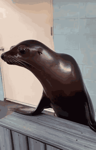 Seal Clapping Good Job GIF