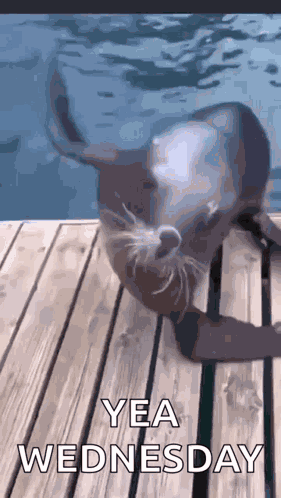 Seal Dance GIF
