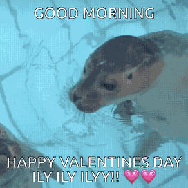 Seal Kiss Seals GIF