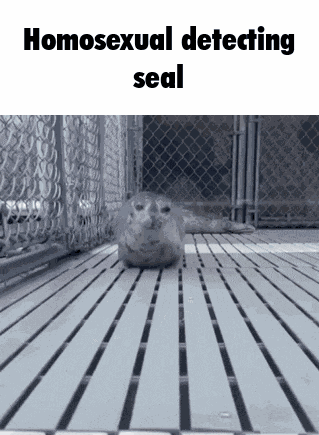 Seal Seal Bounce GIF