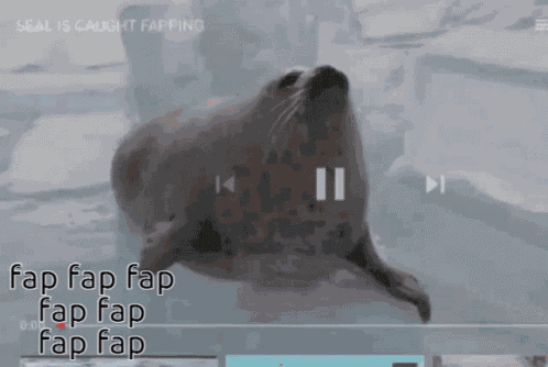 Seal Seal Fap GIF
