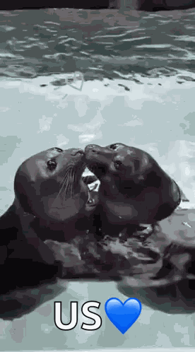 Seal Seal Kiss GIF