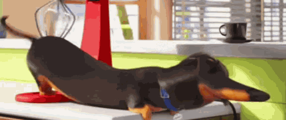 Secret Life Of Pets Massage GIF