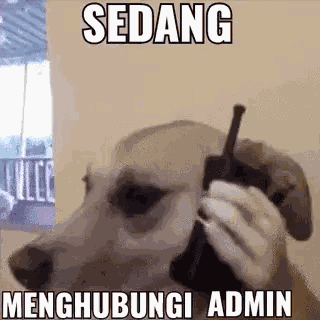 Sedang Menghubungi Admin Lapor Admin GIF