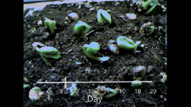 Seeds Planting GIF