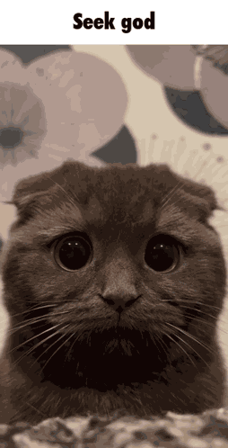 Seek God Seek God Cat GIF