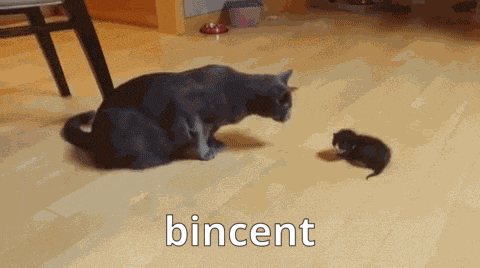 Seeminly Bincent Cat Bincent GIF