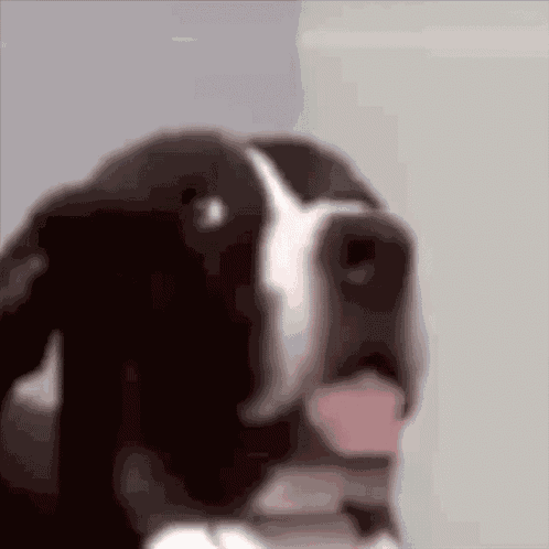 Seriously Dog GIF