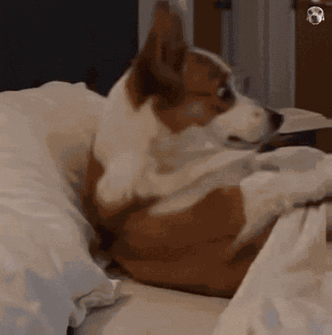 Settoknow Shocked Dog GIF