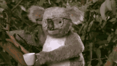 Sfigata Sfortunata Iellata Scalognata Koala GIF