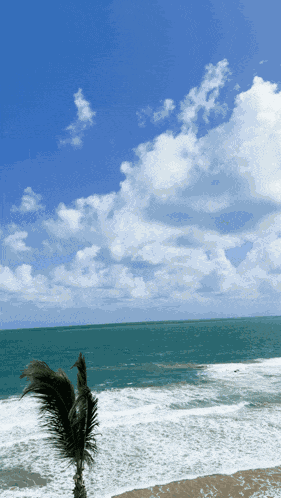 Shagarita Shalymar GIF