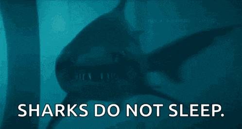 Shar Shark GIF