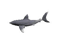 Shark 3d Sticker