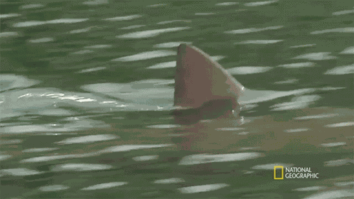 Shark Fin Bull Shark Vs Hippo GIF