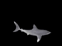 Shark Fish GIF