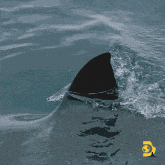 Shark Shark Week GIF