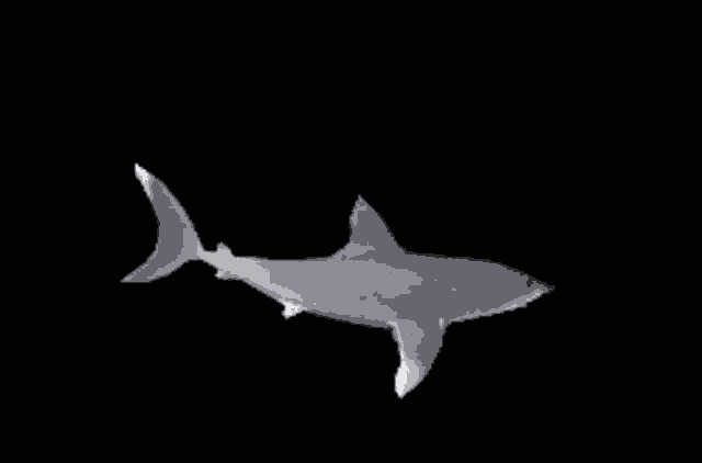Shark Time Teabow GIF