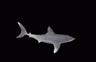 Shark GIF