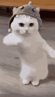 Sharkcat Memecoin GIF