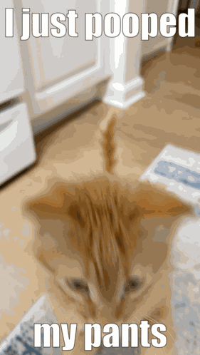 Shi T Ipoop GIF