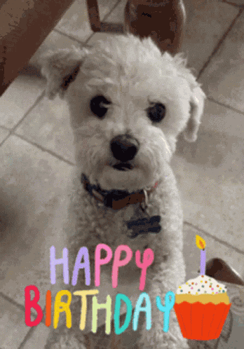 Shock Birthday GIF